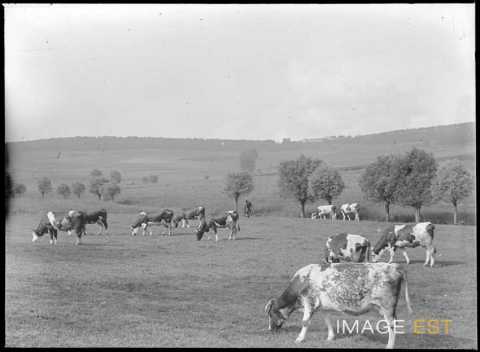 Vaches au pâturage (Martincourt)